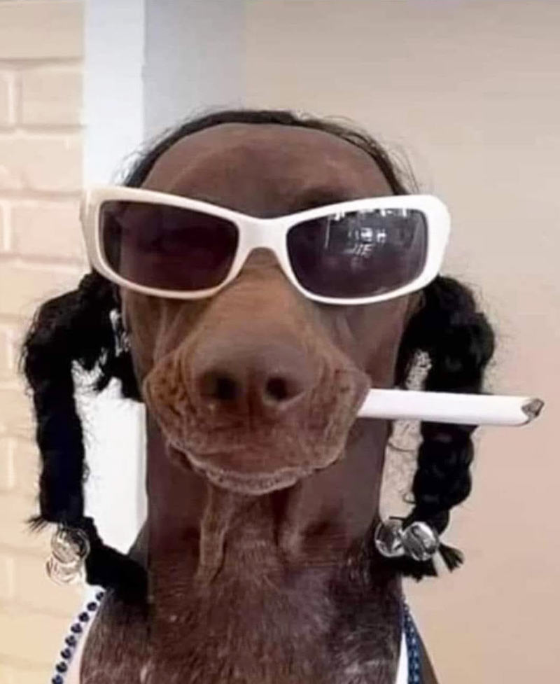 Dog cosplaying Snoop Dog. Such persona, very music. Wow.