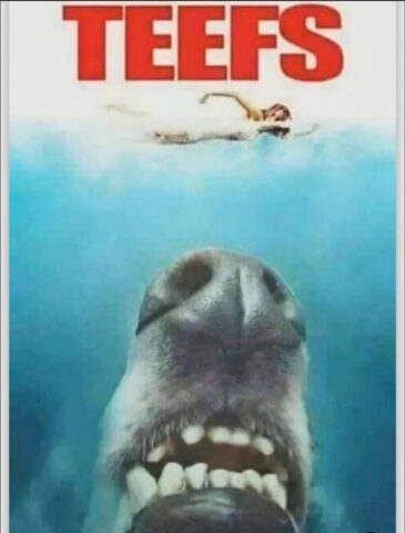 The Teefs movie poster depicting giant doggo nose and teeth appearing beneath a girl swimmer. Much terror. Such teef. Wow.