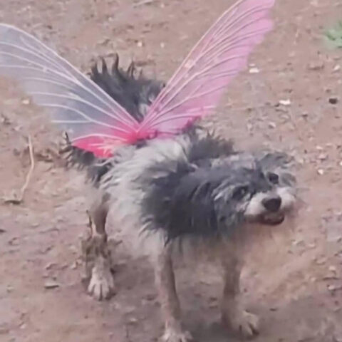 Cursed Creepy Costume: Not so cute dog wearing pink fairy wings. Such cutie. Wow.