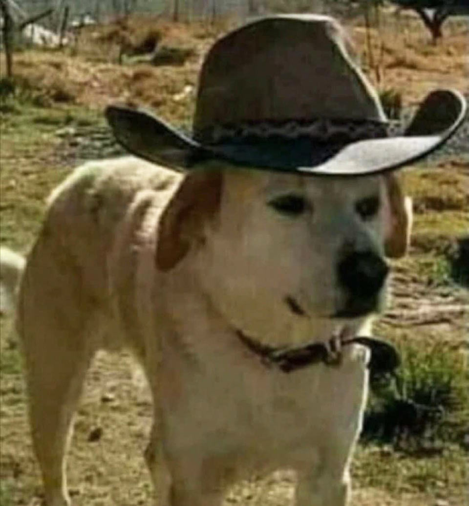 A texas ranger dog wearing a cowboy hat. Such hero. Wow.