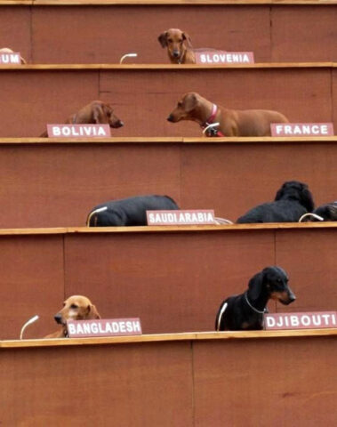 Dogs deborking at The United Nations session. Very politics. Wow.