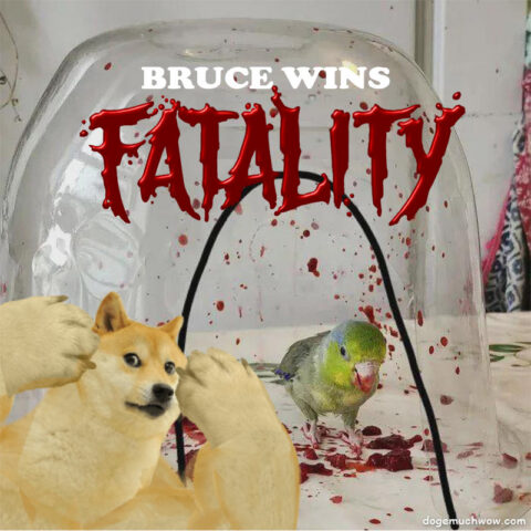 Buff doge watching Bruce the Bird performing a fatality on a berry. Bruce wins! Wow