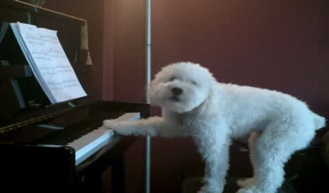 Piano dog playing piano. Such artist. Wow.
