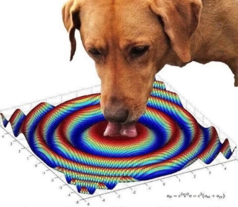 Doggo presenting a graphical representation of a wave equation utt c 2 uxx by drinking water from a bowl. Schlop schlop schlop.