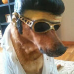 Le King Elvis Presley Has Arrived 👑