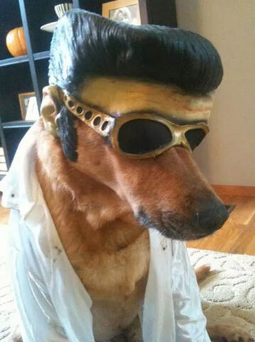 Dog cosplaying Elvis Presley. Much true to the original. Wow.