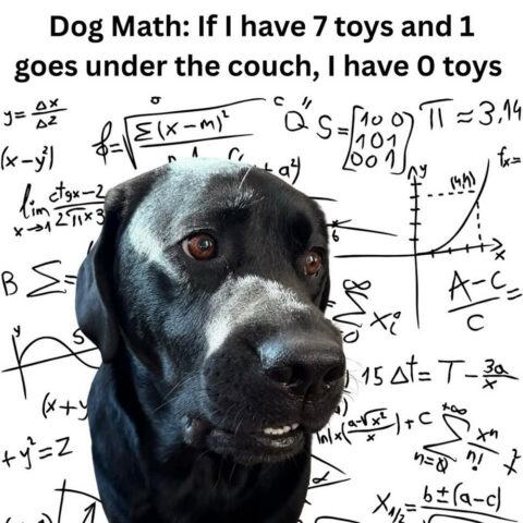 Dog with math equations in the background. Caption: Dog Math: If I have 7 toys and 1 goes under the couch, U have 0 toys.