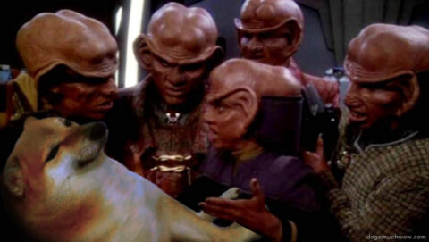 Magnificent Ferengi debating the worth of a Cheems. Such item. Much precious. Wow.