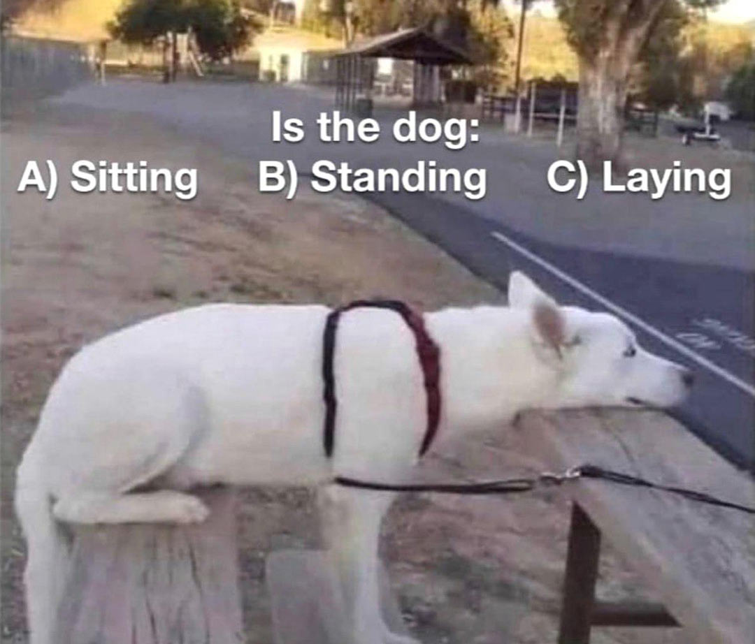 Dog that sitting on bench while standing on his front paws in front of another bench with head lying on it. Is the dog: A) Sitting B) Standing C) Laying