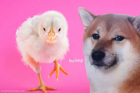 Giant baby chicken running towards Cheems. Cheems: Helmp