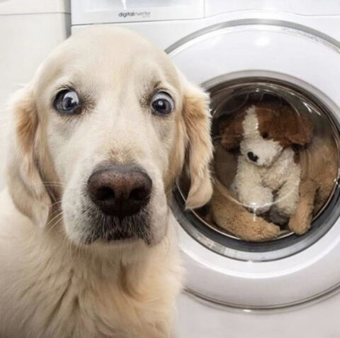 A worried doggos washing his toys, one of the toys is looking through the washing machine glass. Such contact. Wow.