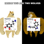 Dopamine Versus Serotonin 🧠