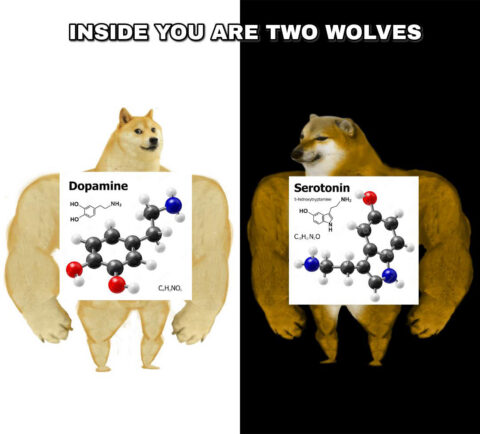 Swole Doge vs Swole Cheems meme. Depicting dopamine and serotonin molecules in a versus style with a caption: INSIDE YOU ARE TWO WOLVES