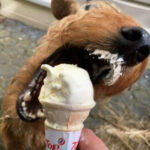 Le Ice Cream Has Arrived 🍨
