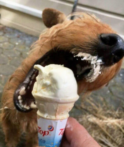 Dog biting top ice cream.