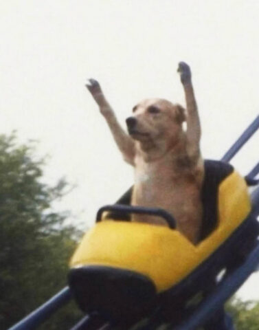 Dog going Weeeee! on the rollercoaster.