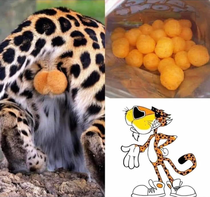 Cheetah balls, the main ingredient.