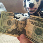 Money Bites 💵