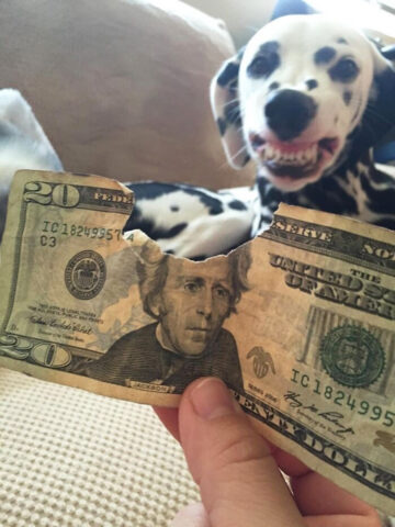 A bitten 20 dollar bill with a smiling dog in the background.