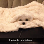 How To Make Towel Animals 🤩