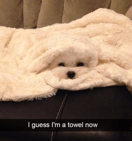 Dog tucked in a towel. Caption: I guess I'm a towel now.