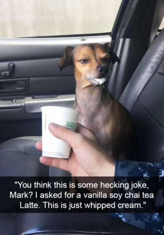 Seriously dissapointed dog covered in frothed milk in front of a hand holding a cup. Caption: You think this is some heckin joke, Mark? I asked for a vanilla soy chai tea latte. This is just whipped cream.
