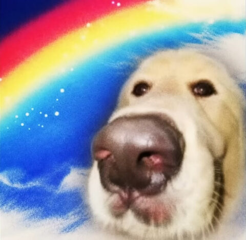 Cute doggo face under the rainbow. Boop.