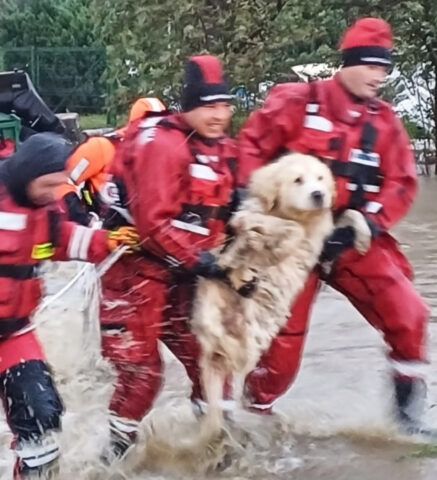 Polish dog saved from flood. Such emergency. Much rescue. Wow.