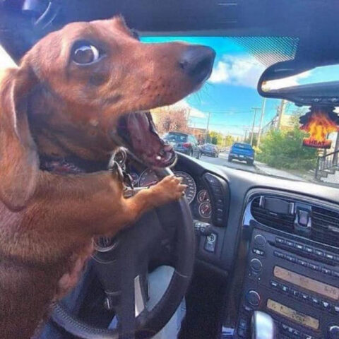 Daschund driving a car. Such driver. Much speed. Wow.