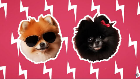 APT. Dogs music video shot depicting two cute doggos.